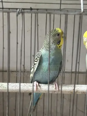 Full Adult Female