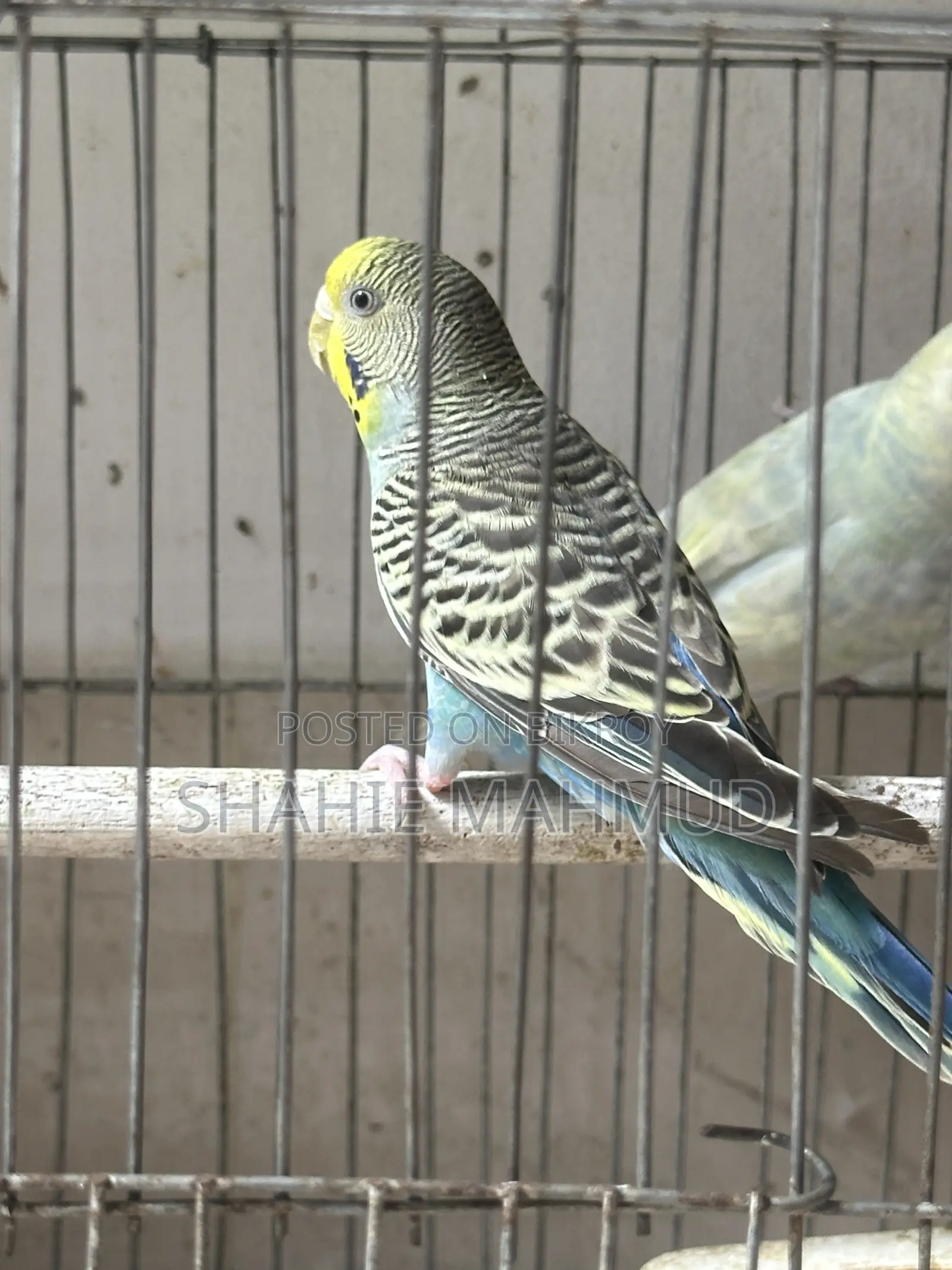 Full Adult Female