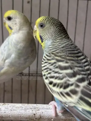 Full Adult Female