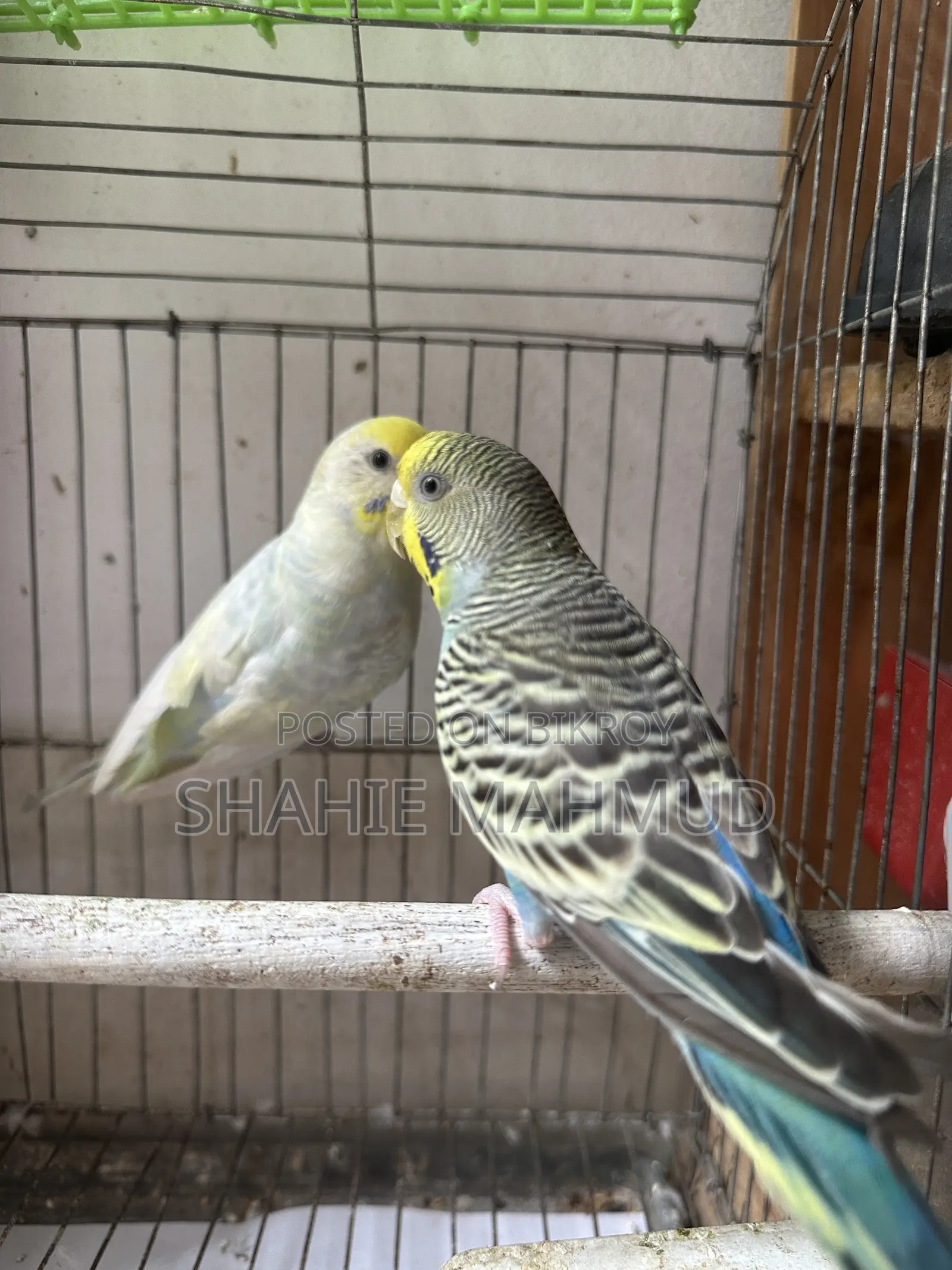 Full Adult Female