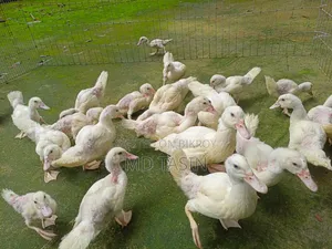 সাদা চিনা হাস
