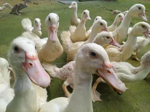 সাদা চিনা হাস