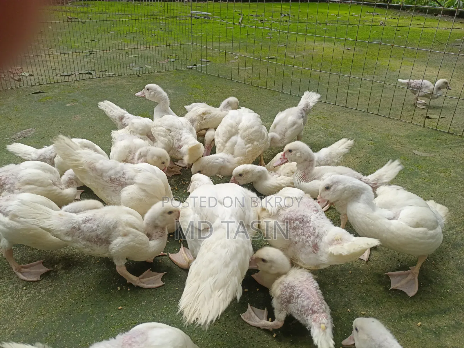 সাদা চিনা হাস