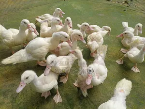 সাদা চিনা হাস