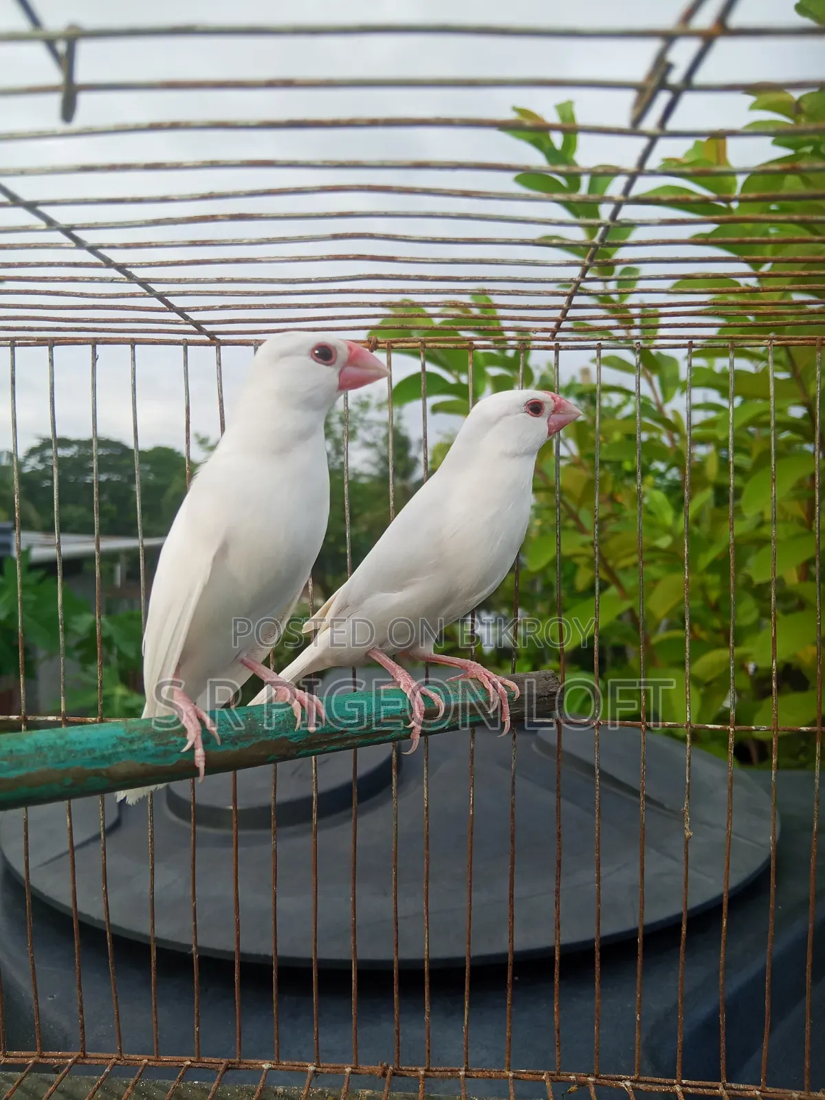 Running White Java Finches
