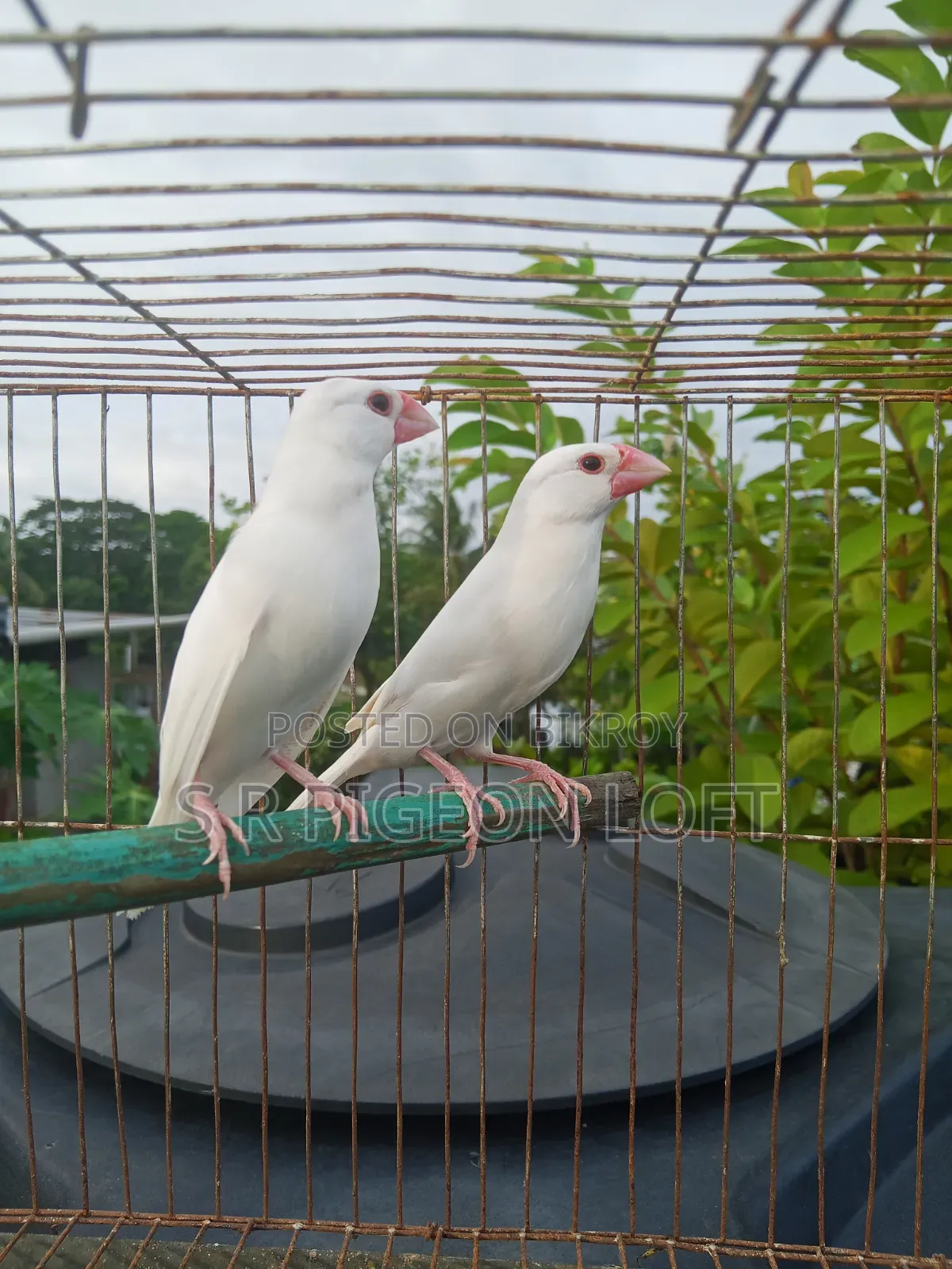 Running White Java Finches