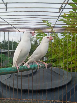 Running White Java Finches