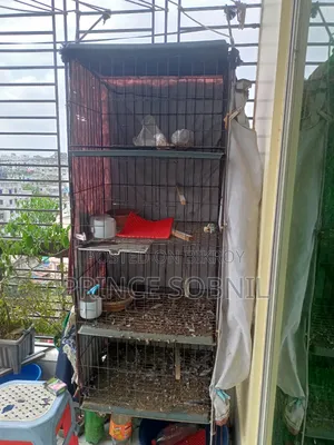 Pigeon Cage for Sale
