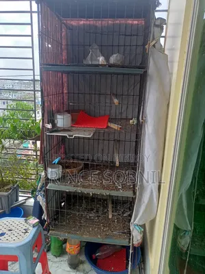 Pigeon Cage for Sale