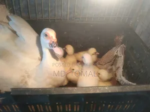 White Chinese Ducklings for Sale