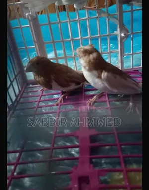 4 Piece of Running Bengali Pigeons/Coastal for Sale