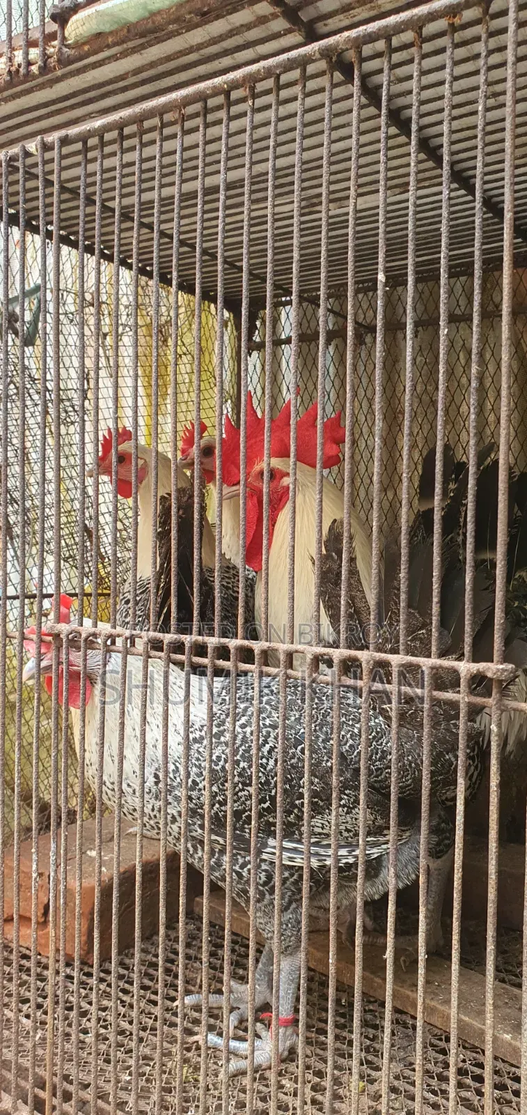 ফাউমী দেশী মুরগী ও মোরগ