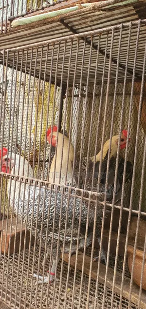 ফাউমী দেশী মুরগী ও মোরগ