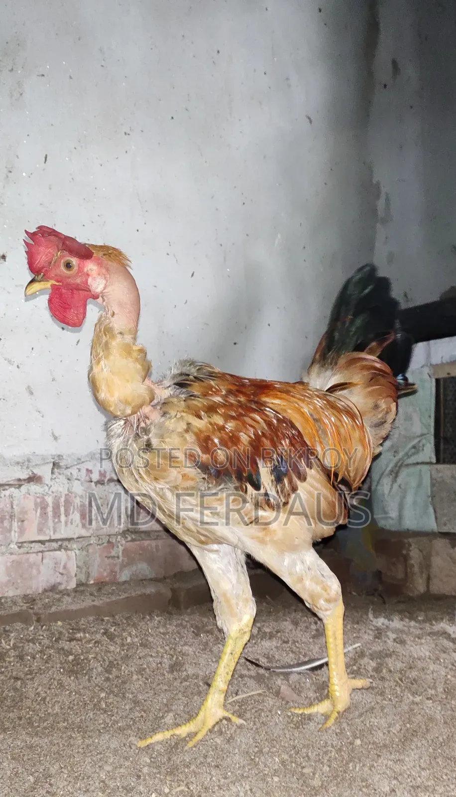 Pure Desi Rooster for Sale