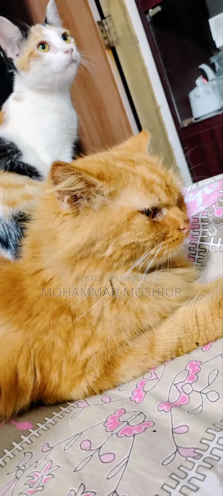 6-12 Months Female Purebred Persian
