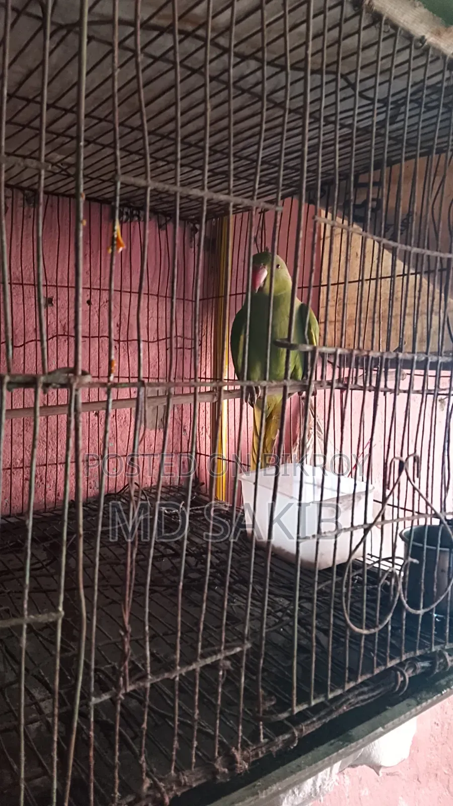 A parrot for sale