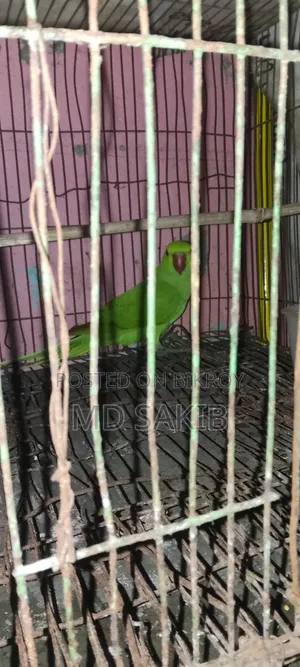 A parrot for sale
