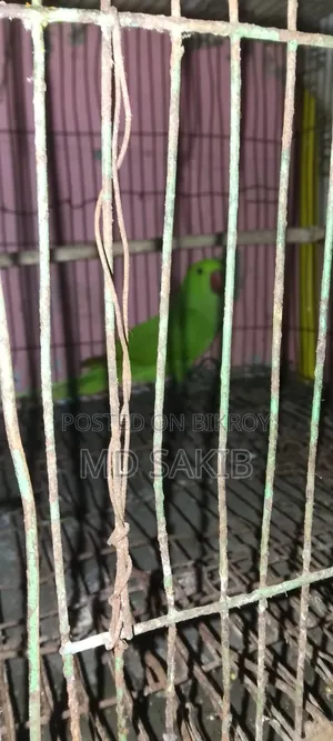 A parrot for sale