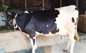 Cow No. 1421 for sale.