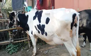 High-quality cow number 1422 for sale.
