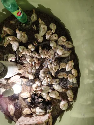 ইউরোপিয়ান জয়েন্ট কটনিক্স এর বাচ্চা