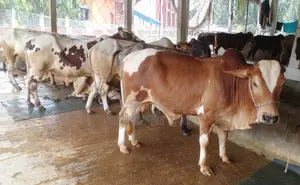 Sale of 6 high-quality young bulls. (No. 1423)