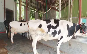 Sale of 3 high-quality cows. (No. 1424)