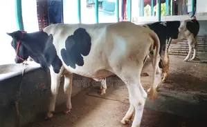 Item No. 1425 Buy 3 Heifers, Good for Rearing.