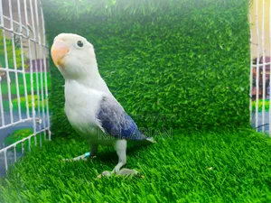 Lovebird Pakhi