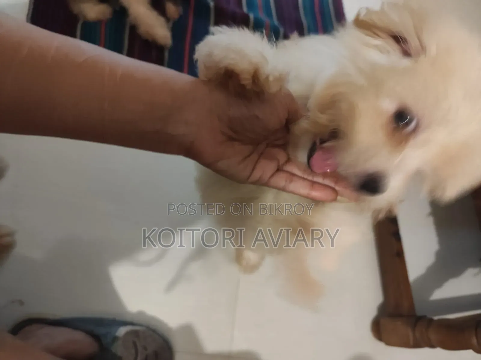 ১-৩ মাস বয়সী স্ত্রী পিওরব্রেড লাসা আপসো