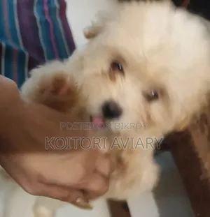 ১-৩ মাস বয়সী স্ত্রী পিওরব্রেড লাসা আপসো