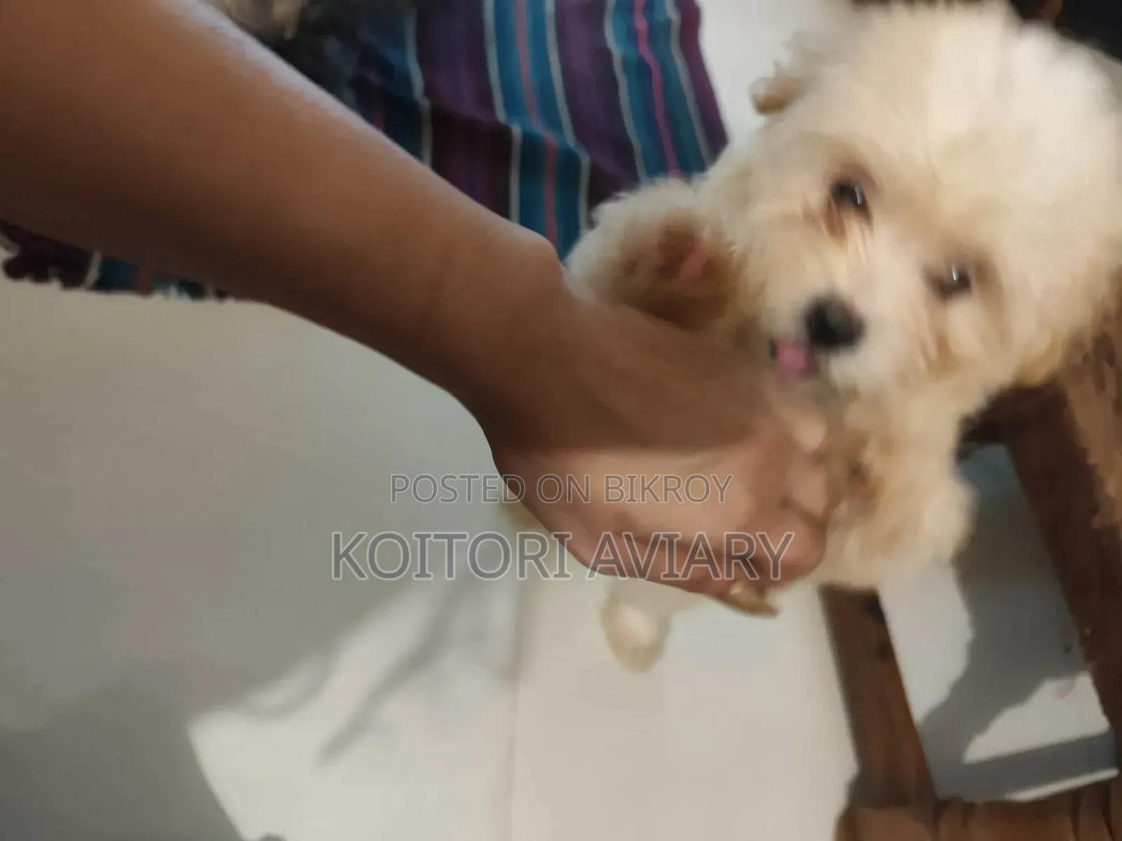 ১-৩ মাস বয়সী স্ত্রী পিওরব্রেড লাসা আপসো