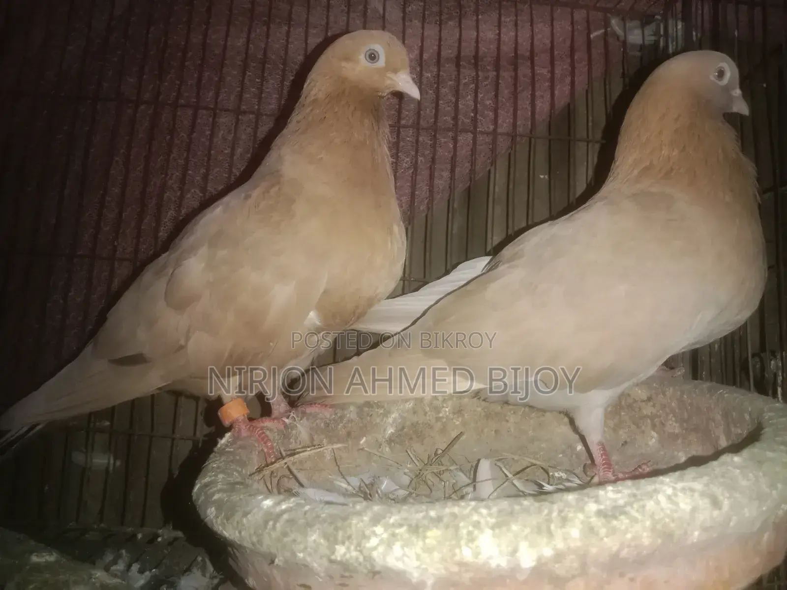 A pair of Giasli pigeons for sale, running pair that has laid eggs