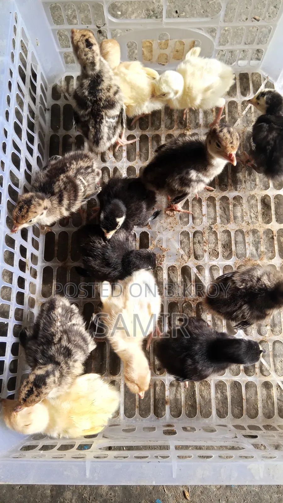হাইব্রিড টার্কি