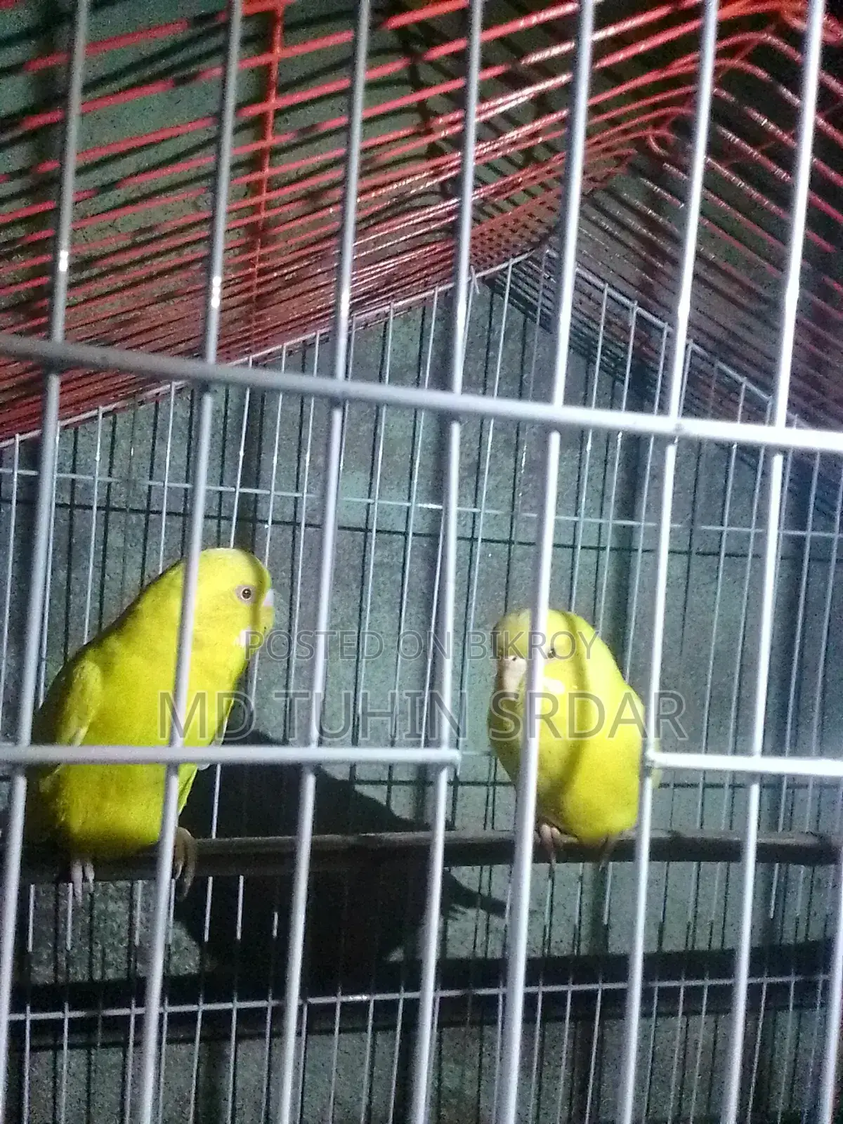 বাজিগার পাখি