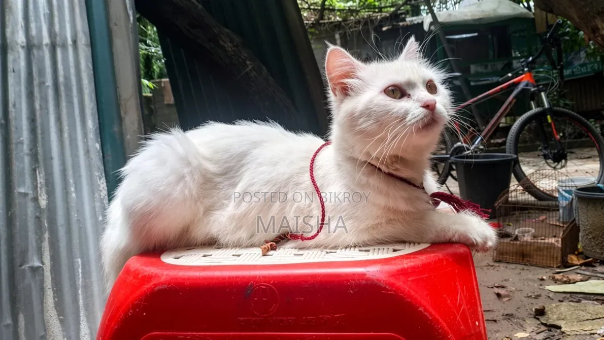 1+ Year Female Purebred Persian