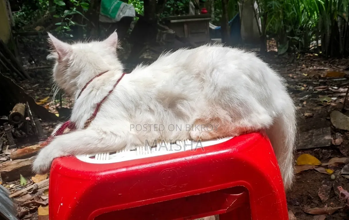1+ Year Female Purebred Persian