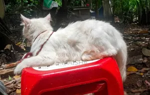 1+ Year Female Purebred Persian