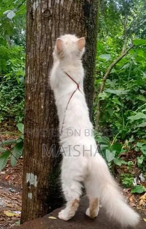 1+ Year Female Purebred Persian