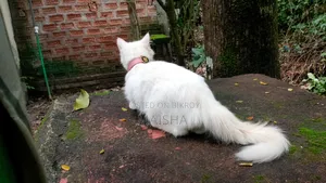 1+ Year Female Purebred Persian