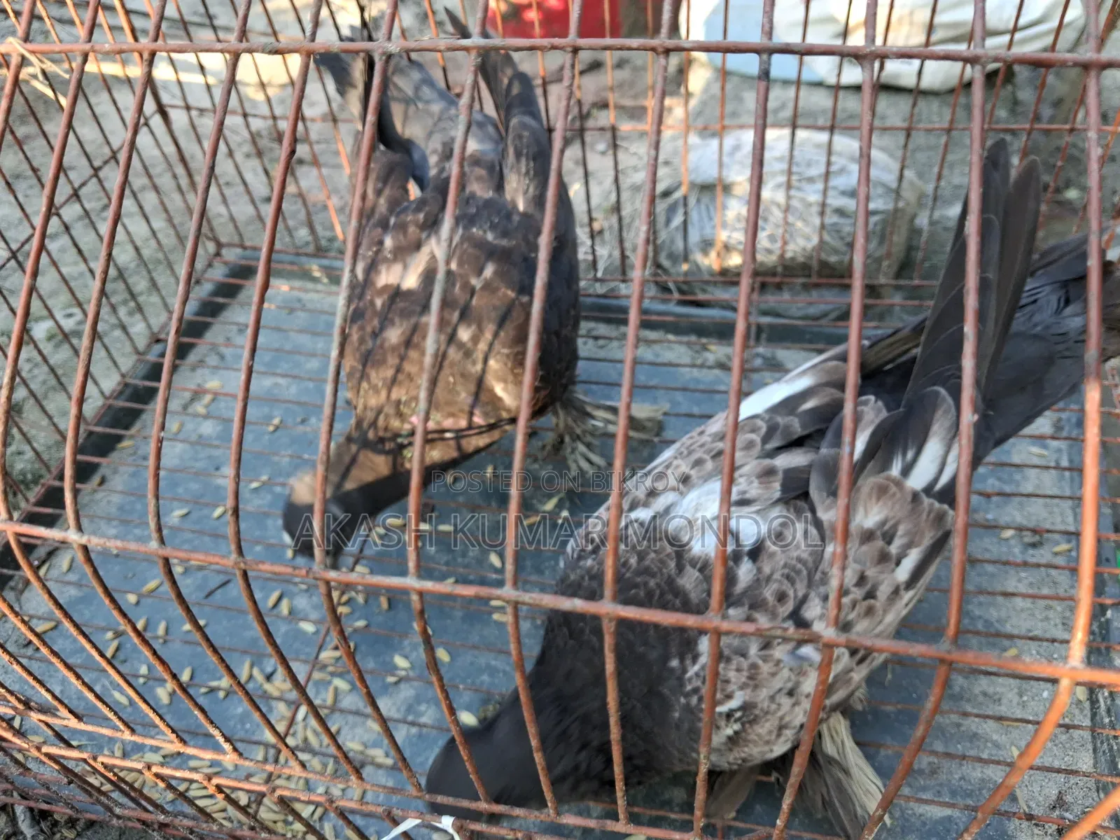 Pigeon Sale
