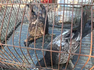 Pigeon Sale