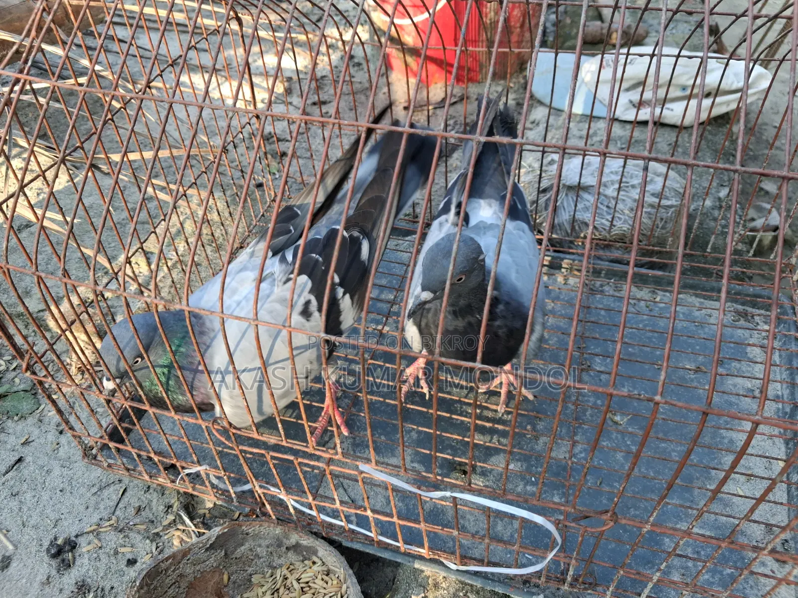 Pigeon Sale