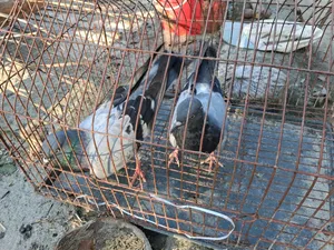 Pigeon Sale