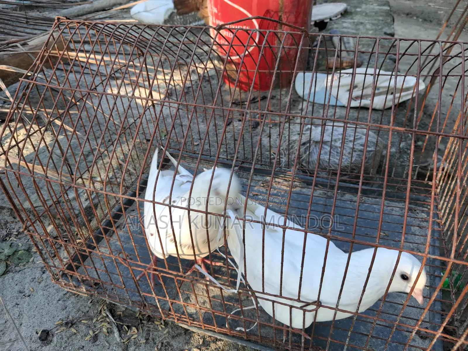 Pigeon Sale