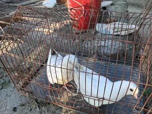 Pigeon Sale