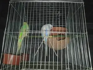 বাজিগার পাখি