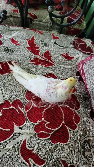 Cockatiel Lutino Red Eye Tame Size