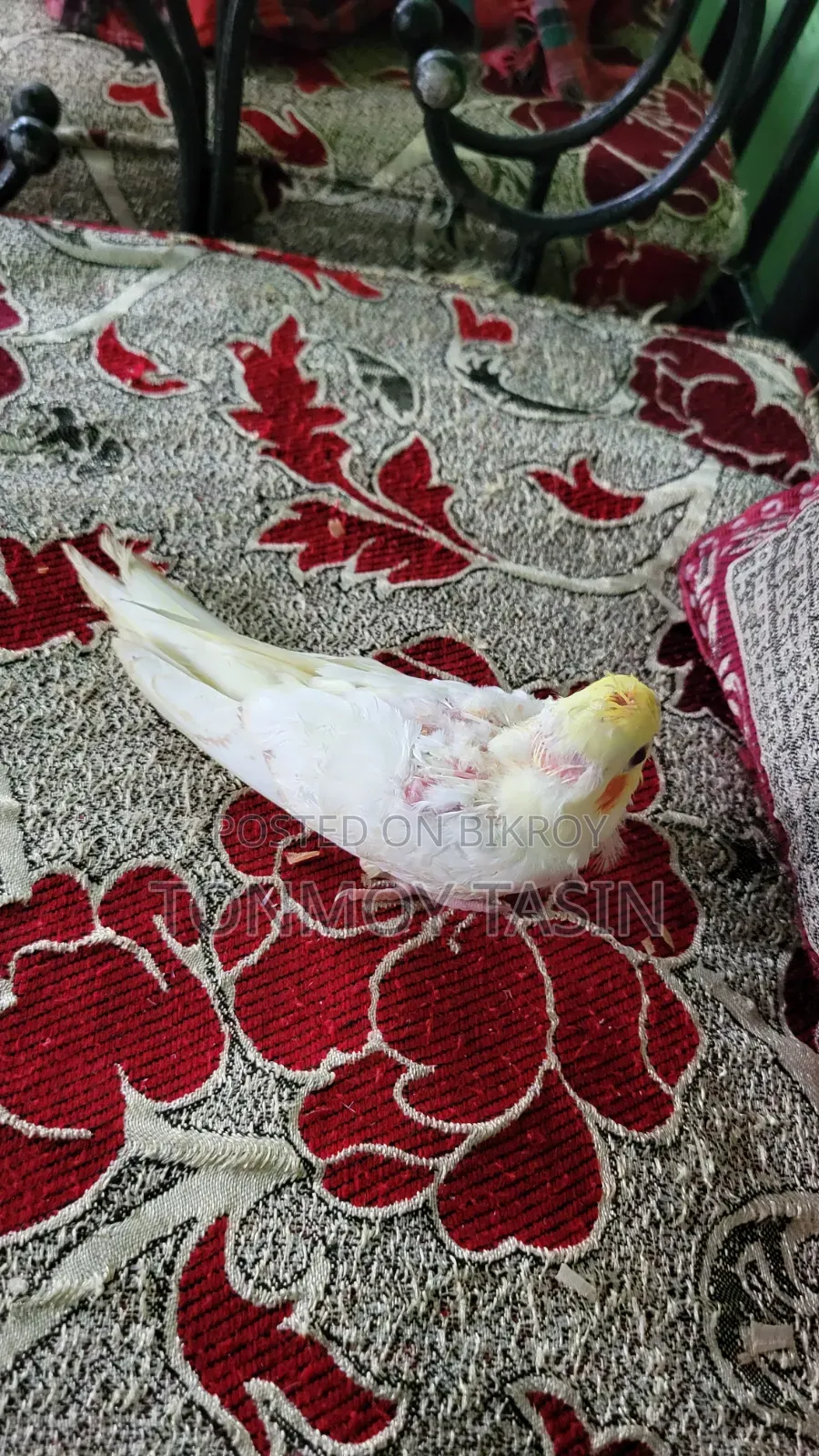Cockatiel Lutino Red Eye Tame Size