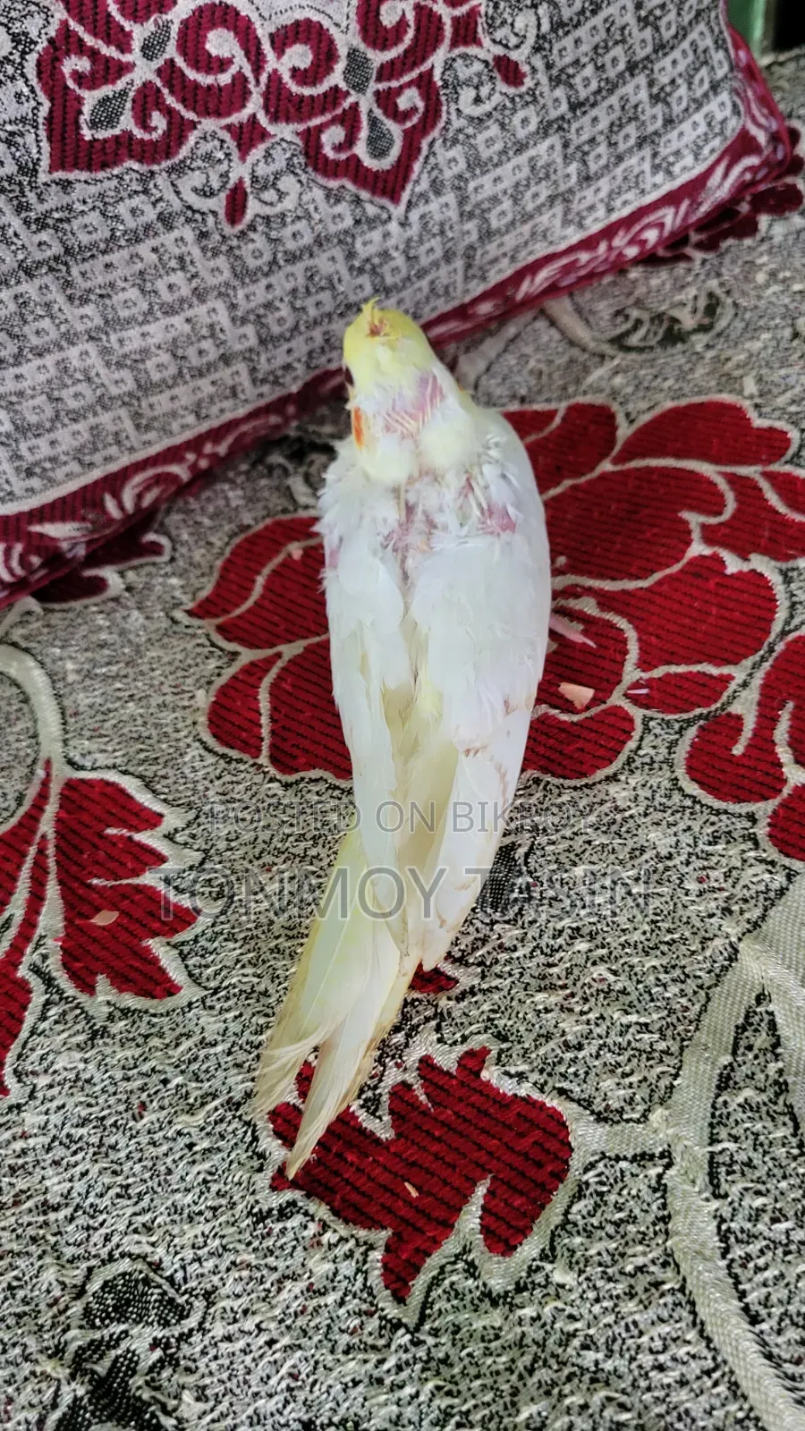 Cockatiel Lutino Red Eye Tame Size